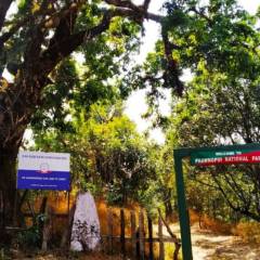 Phawngpui National P