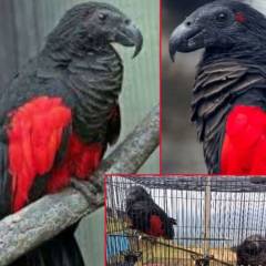 Sahuan atangin dan k